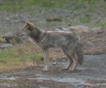 Coyote seen on Fox Island in 2016